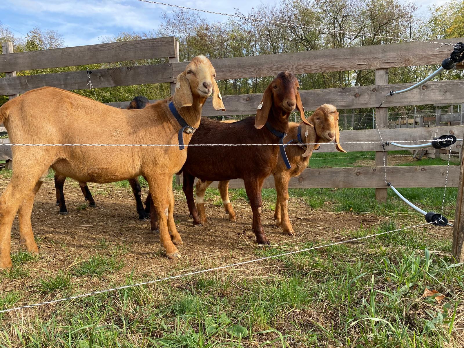 Our Goats